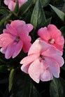 /Images/johnsonnursery/product-images/Impatien Sunpatien Compact Coral041713_vvrmlrcgo.jpg